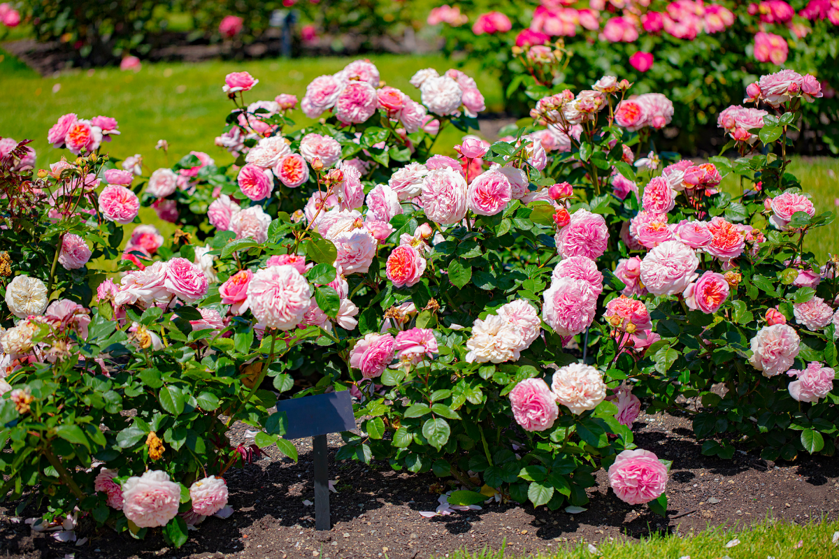 Floribunda roses.png